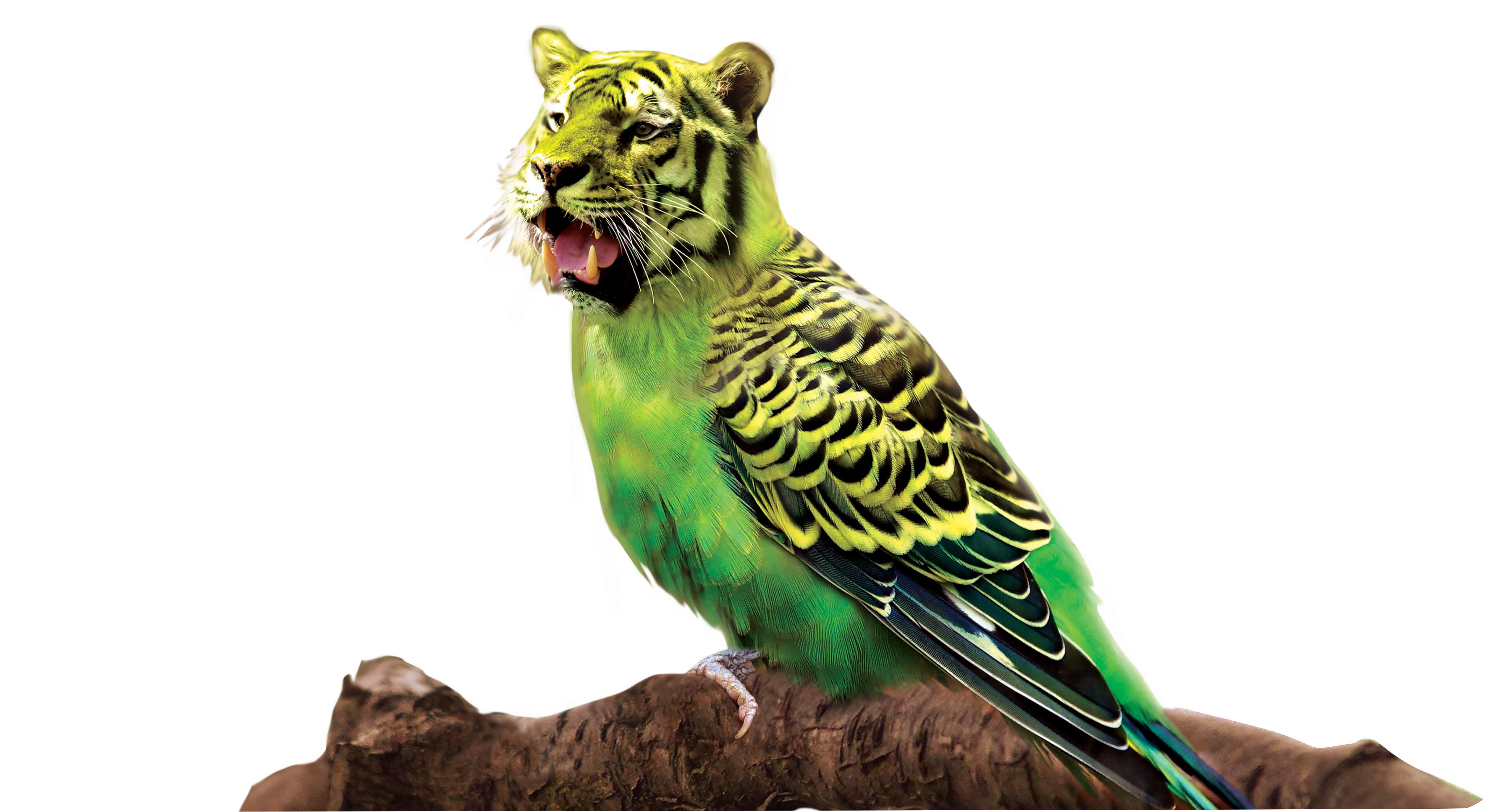 Pappatigre APS Design